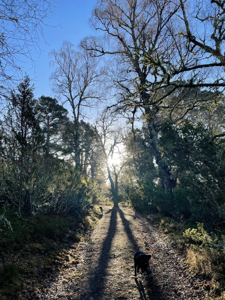 Track with trees at each side and the sun shining through the trees  