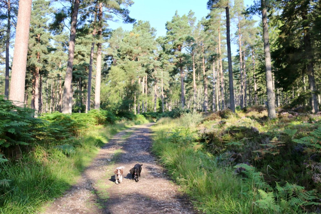 Woodland track with trees at each side 