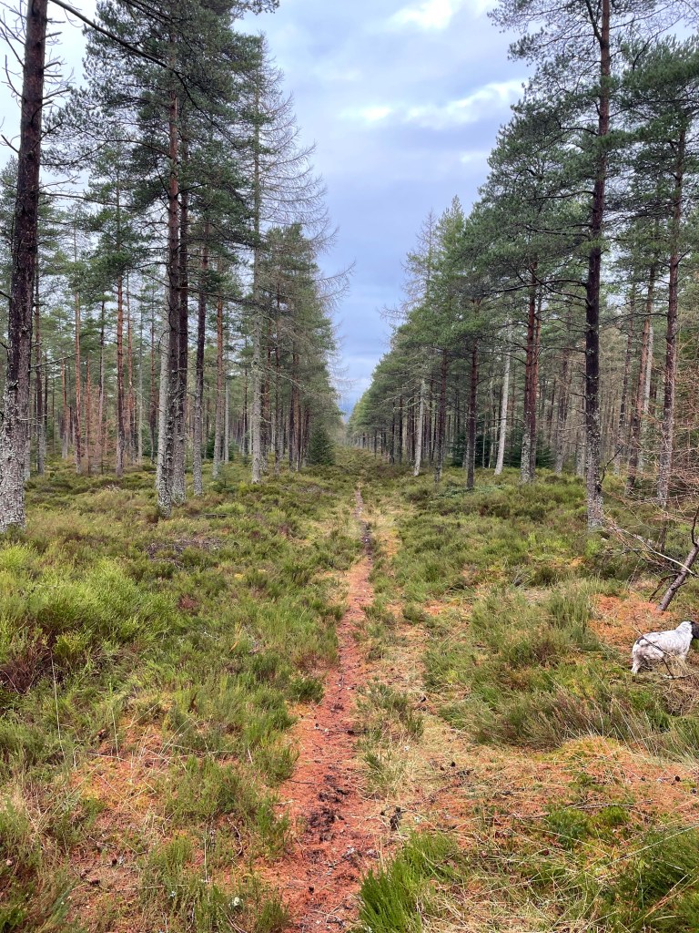 Small path surrounded by trees 