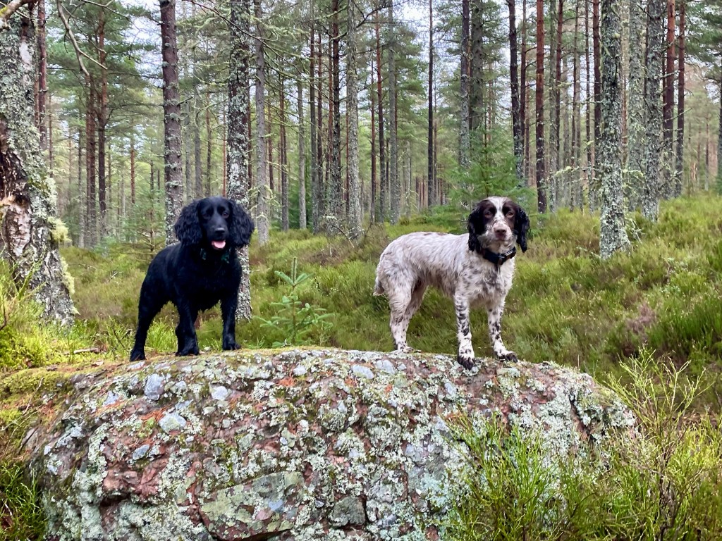 1 black cocker spaniel and 1 brown and white cocker spaniel standing on top of stone surrounded by trees 