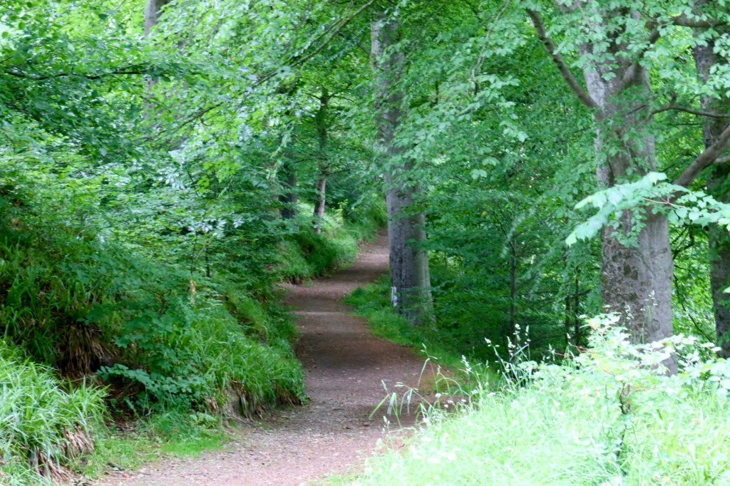 Forest track with trees at each side 